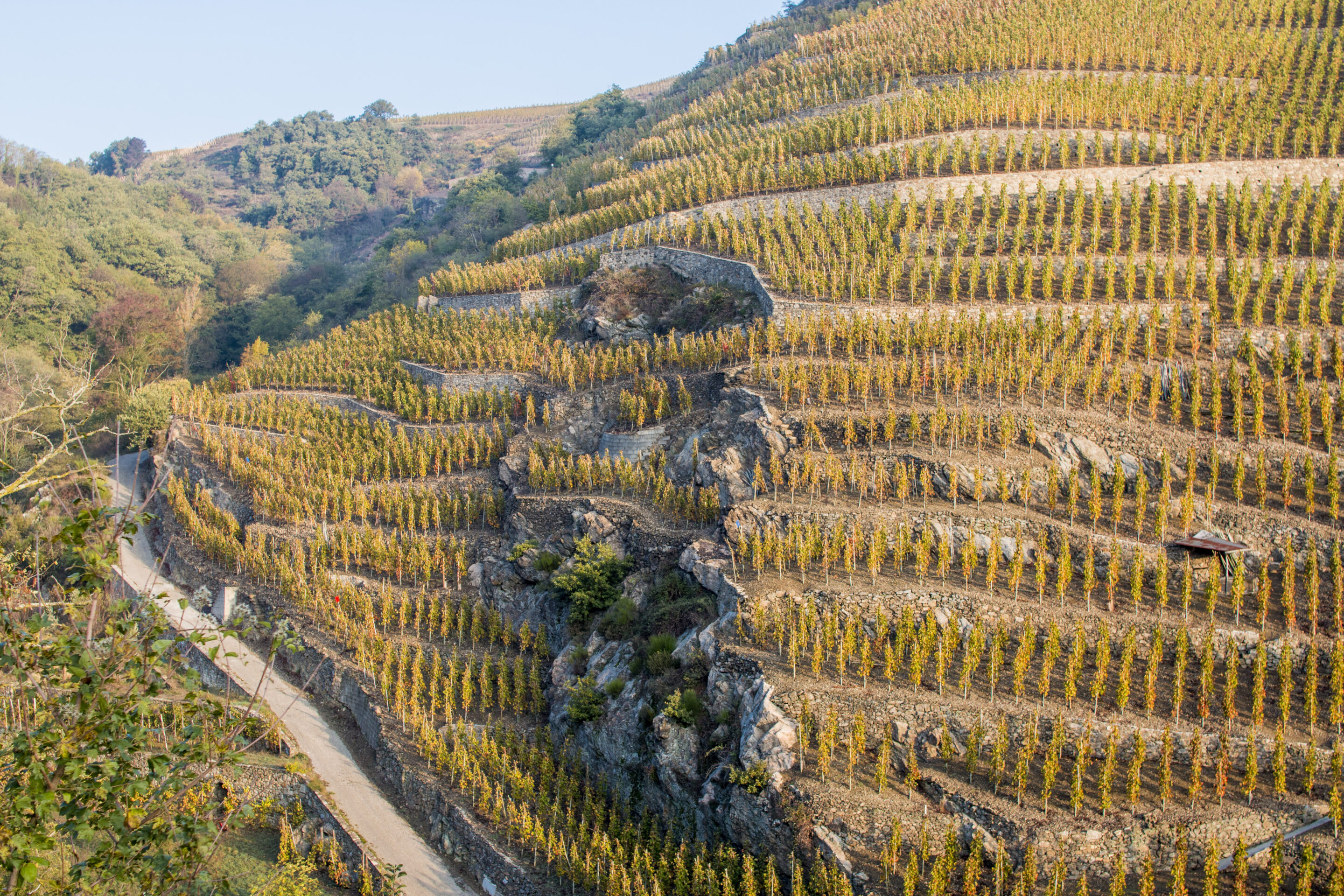 Image d'une église dans les vignes au pied d'une falaise du languedoc